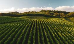 Featured image of post ブルゴーニュのクリマ - なぜ100メートル離れただけなのに、ワインの価格が100倍も違うのか？